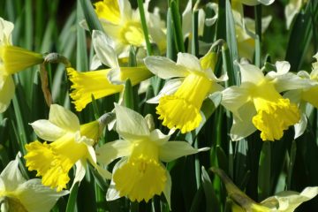 Dafodils in the sunshine